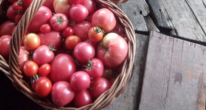 120 кг с 11 кустов: что это за сорт томата - почему его семена так трудно найти