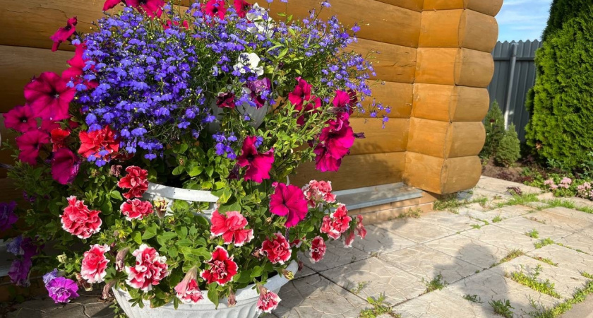 Даже листьев не видно: великолепный многолетник заполнит весь сад пышными алыми шапками - цветет до октября без остановки