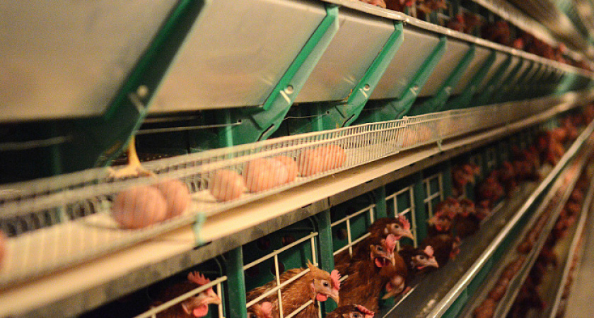 В Кировской области курицы снесли 670 миллионов яиц