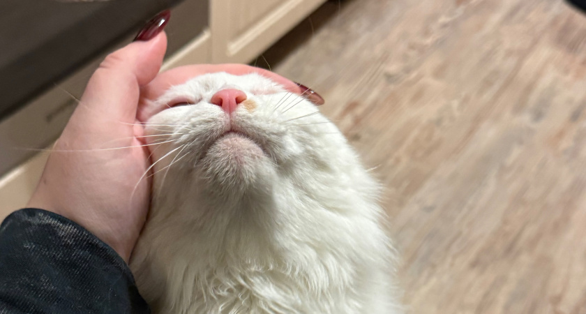 Почему очень важно гладить кошке голову - запомните раз и навсегда