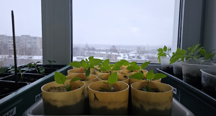 9 из 10 дачников сеют перец слишком поздно. Исправляем главную ошибку – точные даты, когда сеять перец на рассаду в 2026 году