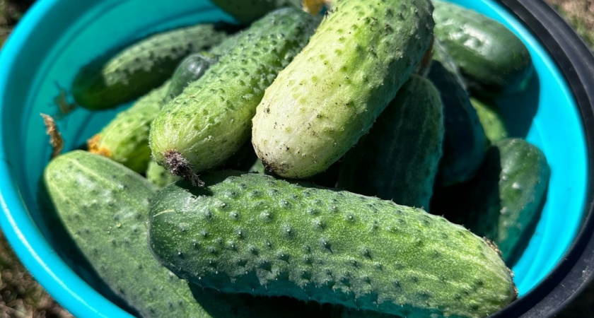 5 лучших огурцов для посадок - буду сажать только их: сорта завалят урожаем