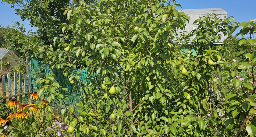 В Кировскую область ввезли 58 тонн турецких груш