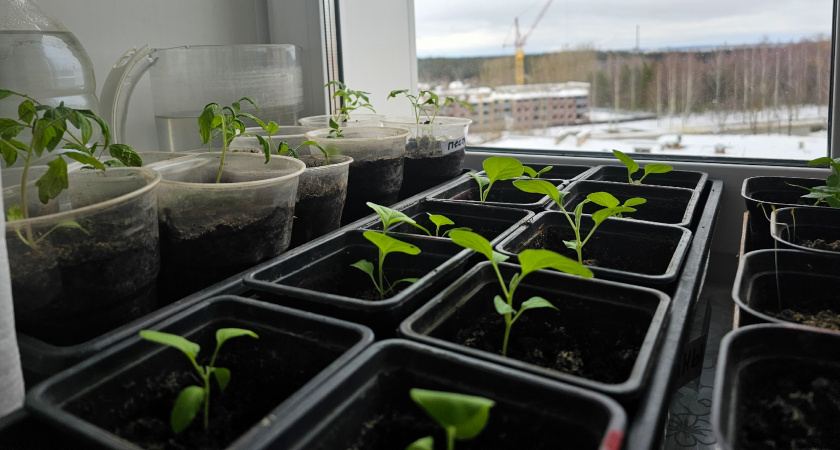 Рассада из щуплой превратилась в роскошную: добавил и радуюсь - рецепт проверенной подкормки