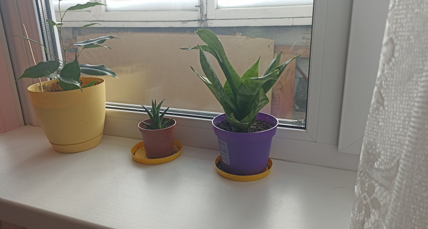 Кладу на подоконник и всю зиму живу в тепле - и не нарадуюсь: в доме жарко даже в - 40°C