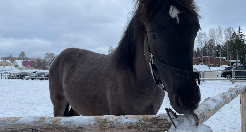Огненная Лошадь привезет телегу с золотом: астролог рассказала какие 3 знака обогатятся больше всех