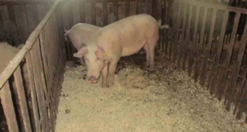 В Орловском районе бизнесмен держал свиней без бирок, документов и чистых ковриков