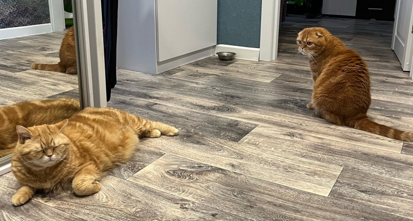 Почему нельзя трогать живот кошки, даже если она не возражает - об этом забывают 98% владельцев