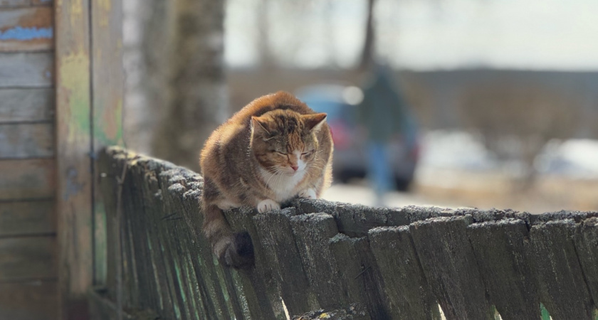 Холодно ли кошкам зимой на улице и как они переносят холод?