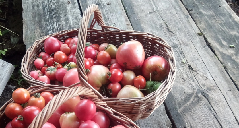 Будут не грядки, а помидорный рай: на этом раннем сорте томата плодов больше, чем листьев - низкие кусты заваливают урожаем