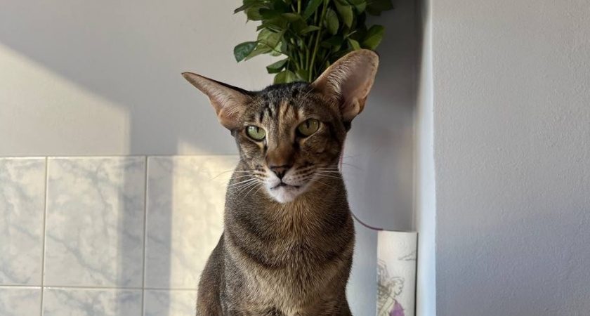 Не линяют, не пахнут и не болеют - 4 лучшие породы кошек: подходят для аллергиков