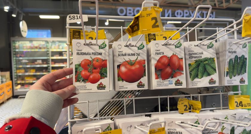 "Бычье сердце" сдает позиции - сажаю 3 новых сорта томатов: плоды по 500 г