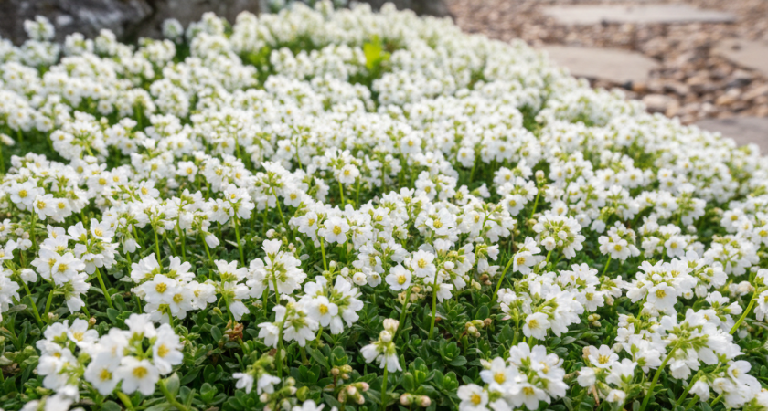 Этот дивный многолетник создаст в саду ковер из цветов: неприхотлив и устойчив к морозам - украсит ваш участок