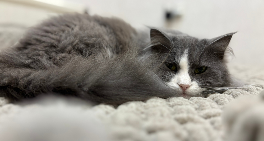 Кошка прощается с хозяином навсегда: как увидеть такие знаки - четкие сигналы для тех, кто умеет их правильно читать