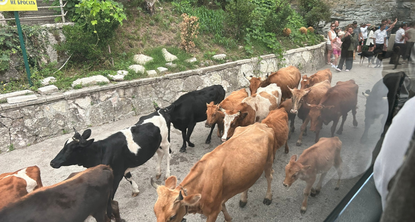 Россиянин провел отпуск в Абхазии и выяснил, почему местные жители недолюбливают русских туристов
