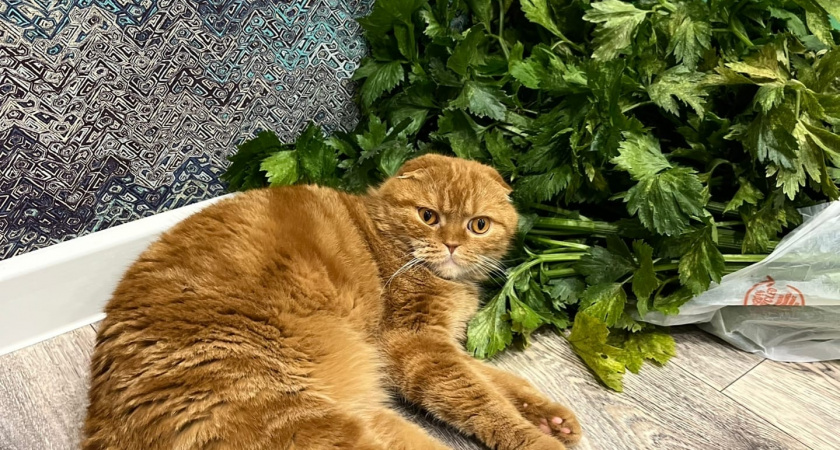 Мы сами потихоньку губим своих питомцев: вот чем опасно кормить домашних кошек