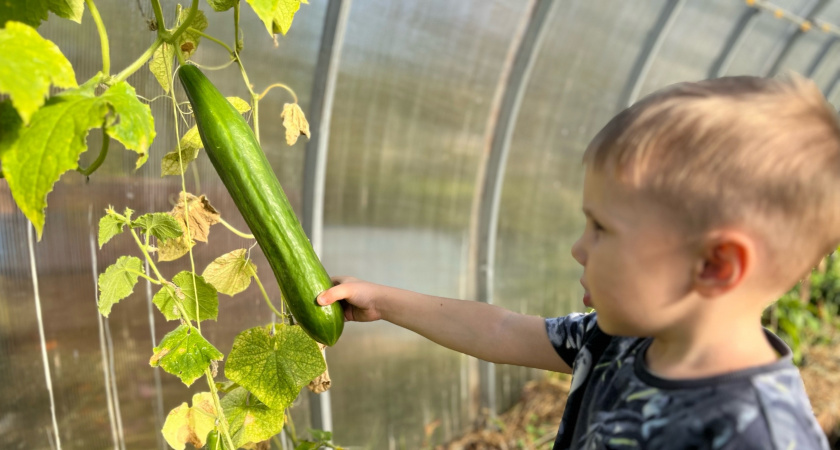 "Золотой" сорт огурцов дачники расхватали за 17 минут: дает 20 кг с "квадрата" - уход минимальный