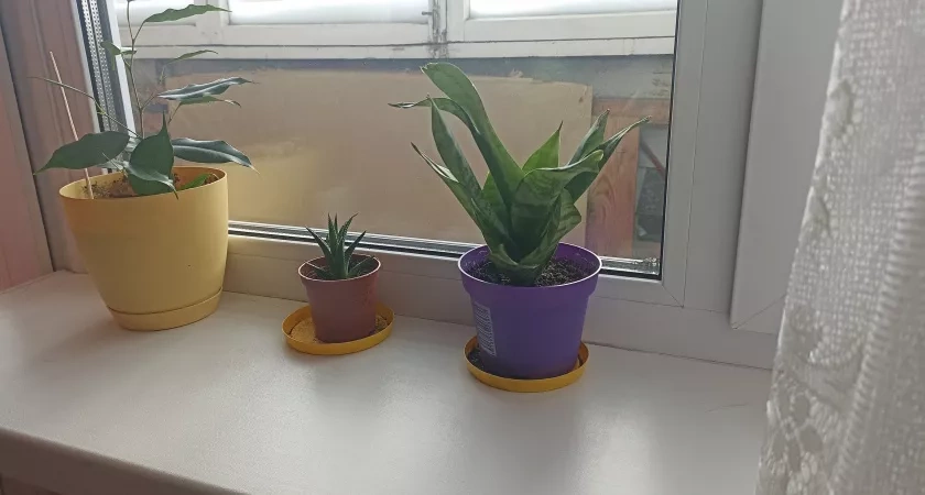 Кладу на подоконник и всю зиму живу в тепле - и не нарадуюсь: в доме жарко даже в - 40°C