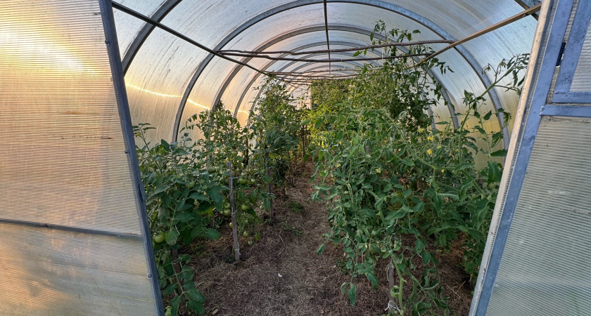 Вот какие сорта томатов разбирают в первую очередь: на будущий сезон 2026 посажу именно их - покупать буду заранее