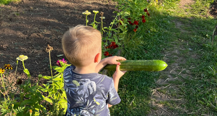 До 30 кг с 1 куста: три идеальных сорта огурцов - приживаются даже на Севере, плодоносят до заморозков