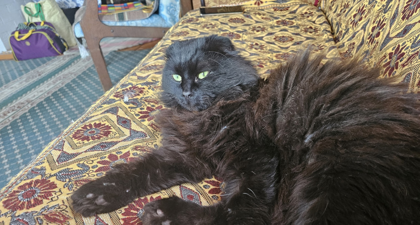 Холодно ли кошкам зимой на улице и как они переносят морозы?