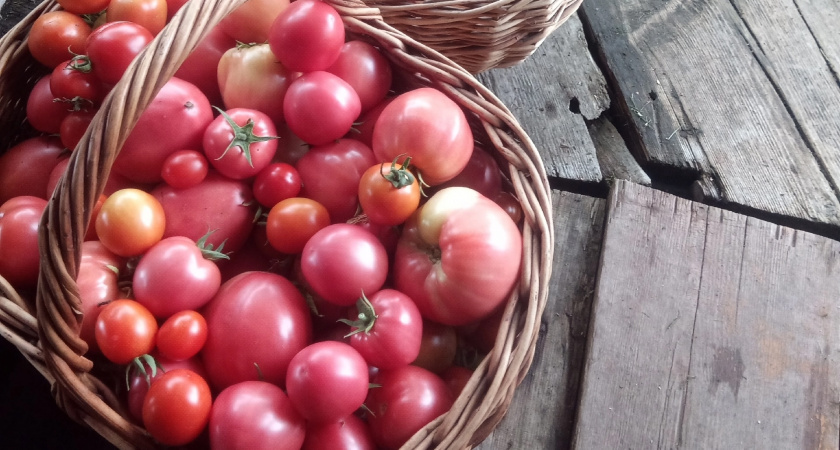 120 кг с 11 кустов: что это за сорт томата - почему его семена так трудно найти