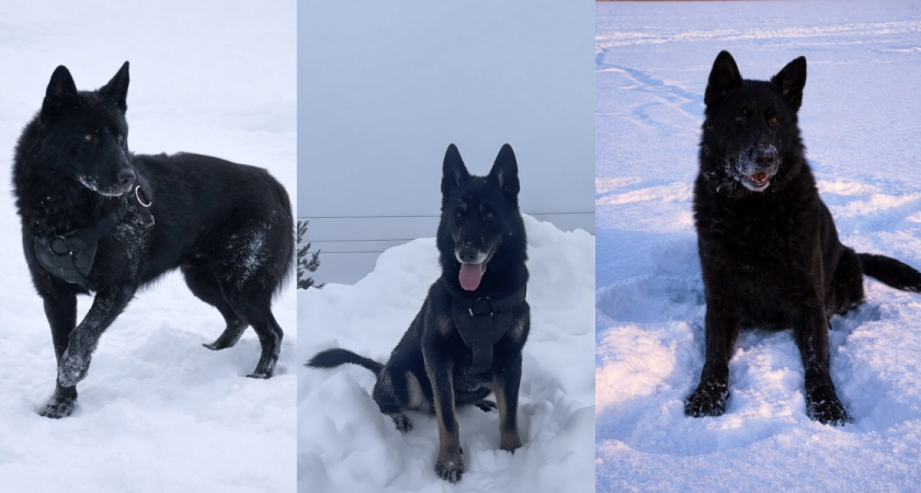 Кировские полицейские отдают в добрые руки Зевса, Ирбиса и Ирсена