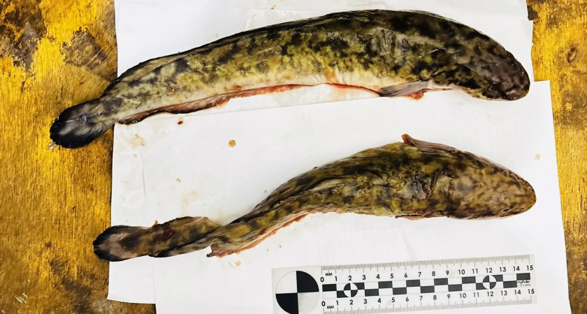 В Кировской области трем рыбакам грозят реальные сроки: возбуждены дела