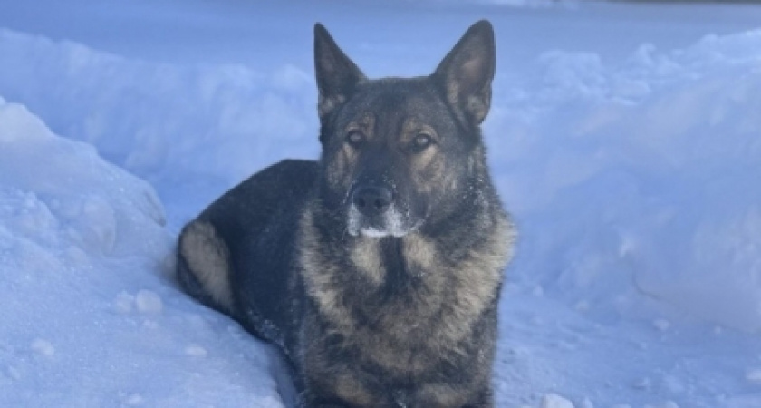 Кировские полицейские ищут новых хозяев служебной собаке Индире