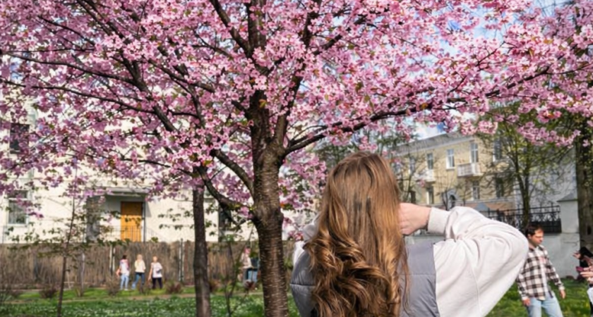 Япония отдыхает: 4 города России, в которых цветение сакуры выглядит как открытка