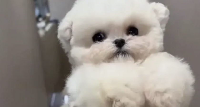 В Кирове продают щенка редкой породы за 210 тысяч рублей