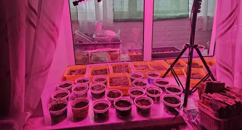 Рассада в стаканчиках осталась в прошлом: 5 современных способов посадки