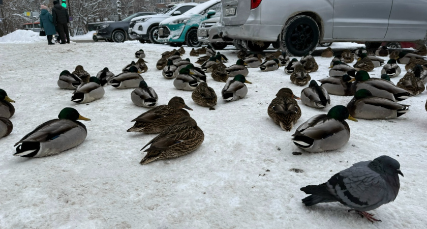 В Кирове пройдет вакцинация домашней птицы