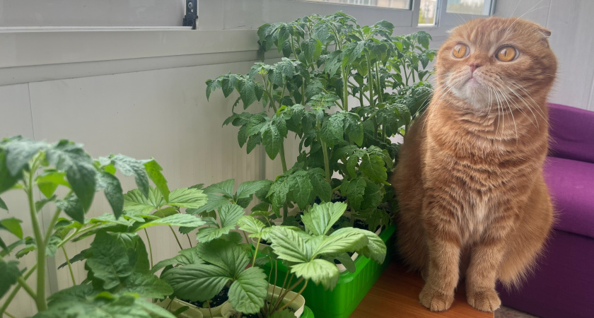 В Кировской области кот-британец искусал свою хозяйку и ее дочь