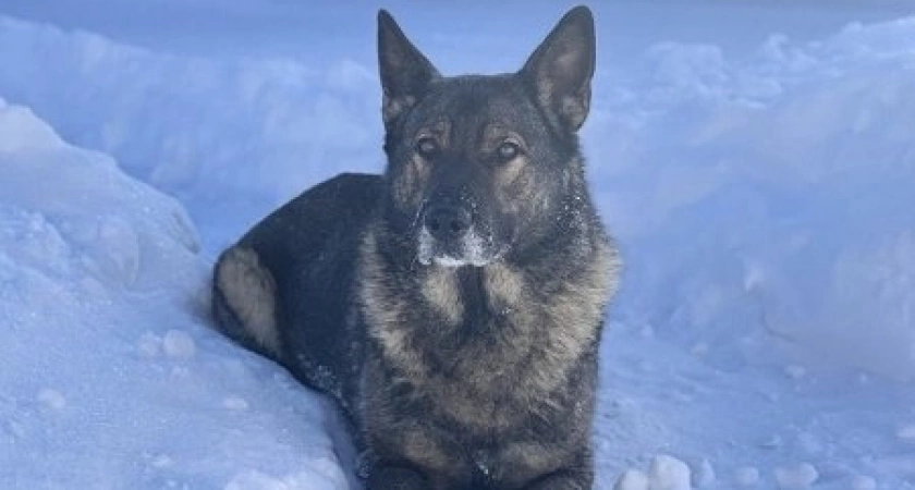 В Кирове полицейская овчарка ищет новых хозяев