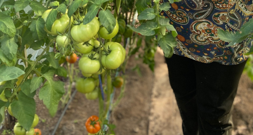 Эти сорта томатов расхватывают в первую очередь: на будущий сезон 2026 посажу именно их - покупать буду заранее