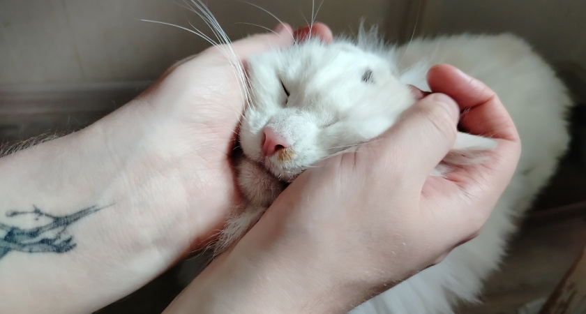 Благодарны ли уличные коты за то, что их забрали домой. Запомните на всю жизнь