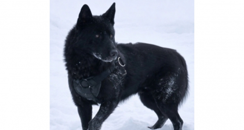 В Кирове полицейские овчарки ищут новых хозяев