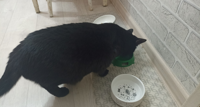 Влажные корма для кошек, рекомендуемые Роскачеством - беру сразу 5 пакетиков