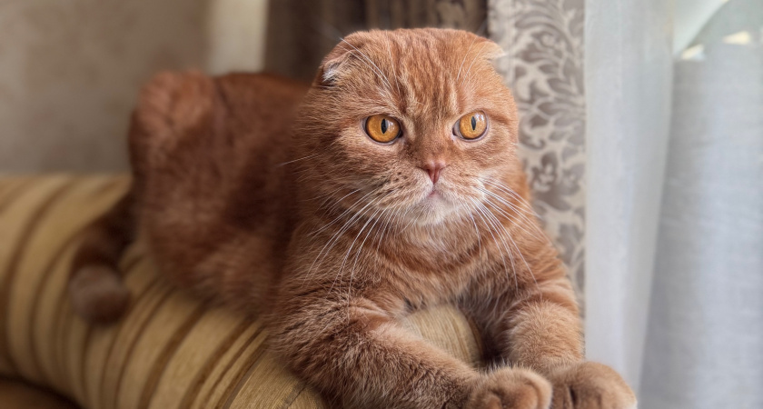 Кот мяукает без причины и ходит по дому? Это не каприз - а сигнал. Почему многие хозяева его игнорируют