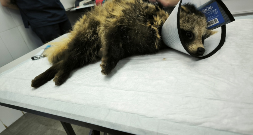 Кировские волонтеры спасают двух енотовидных собак со сломанными позвоночниками