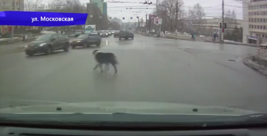 В Кирове из-за выбежавшей на дорогу собаки столкнулись два авто