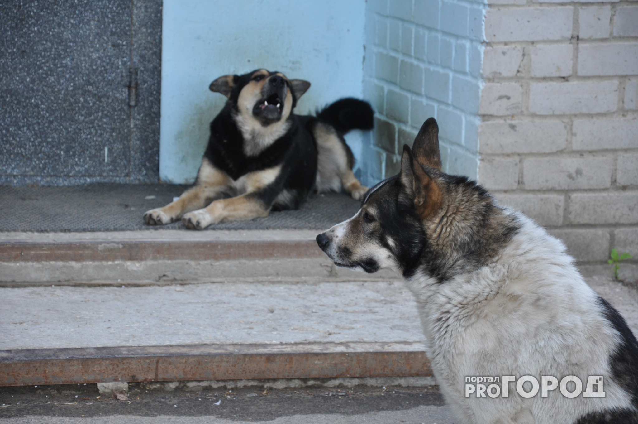 В Кировской области еще три собаки погибли от бешенства