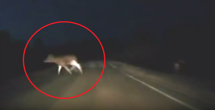 Видео: на Советском тракте водитель едва не сбил лося