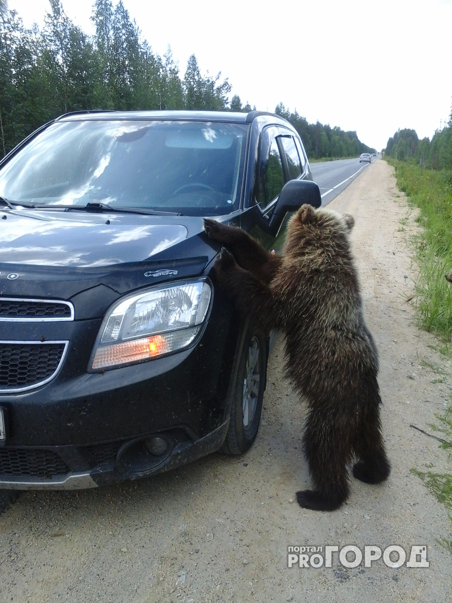 В Кирове медведь вышел к людям в поисках еды