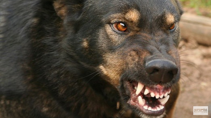 В Омутнинске полицейские застрелили напавшую на них собаку