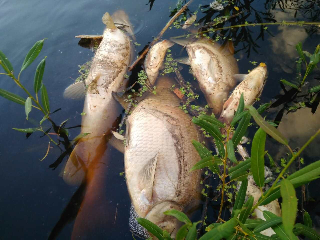 В реке Пижма в Кировской области погибла рыба