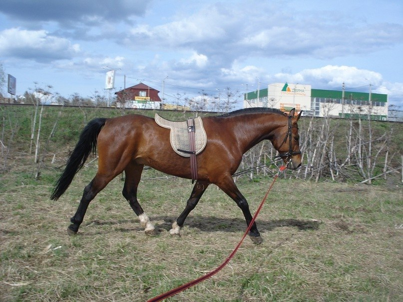 В Кировской области ищут лошадь из Сыктывкара, которую украли на мясо
