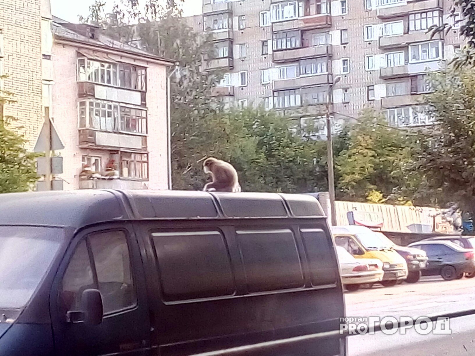 В Кирове обезьяна бегала по крышам машин