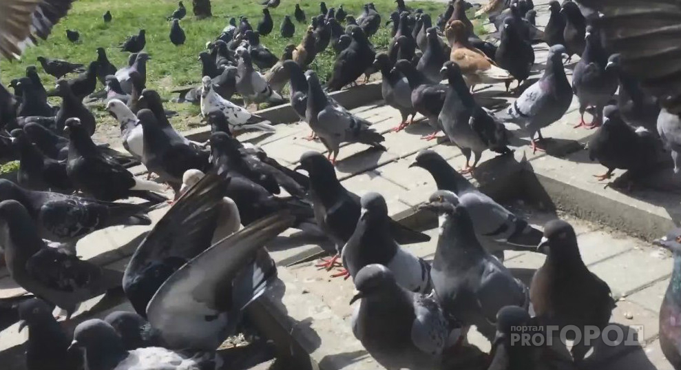 Кировчане сообщили о массовой гибели голубей